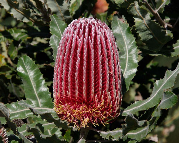 Banksia menziesii - 50 mm N. tube