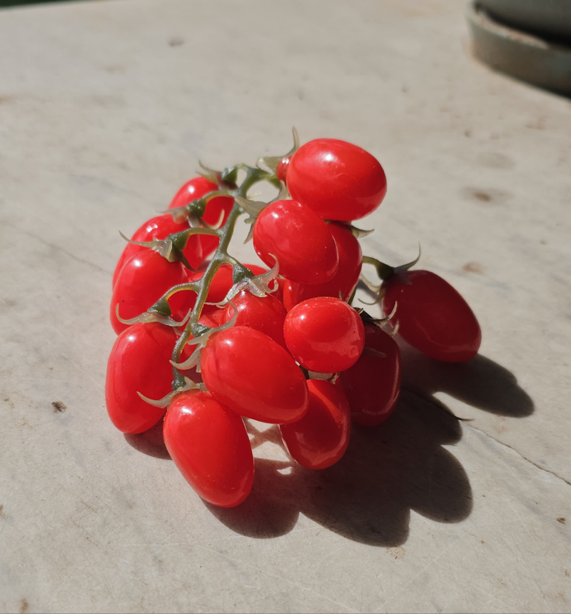 Artificial cherry tomatoes