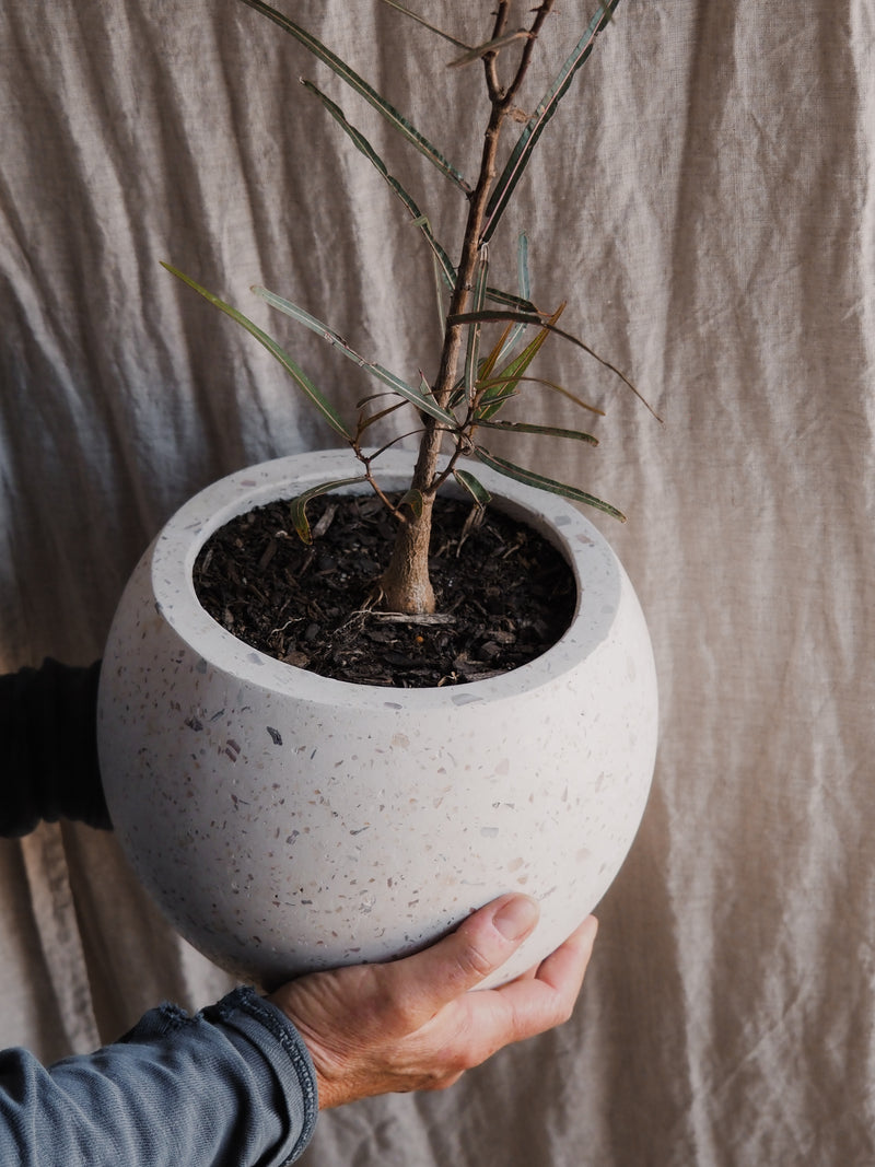 Pebble Pot