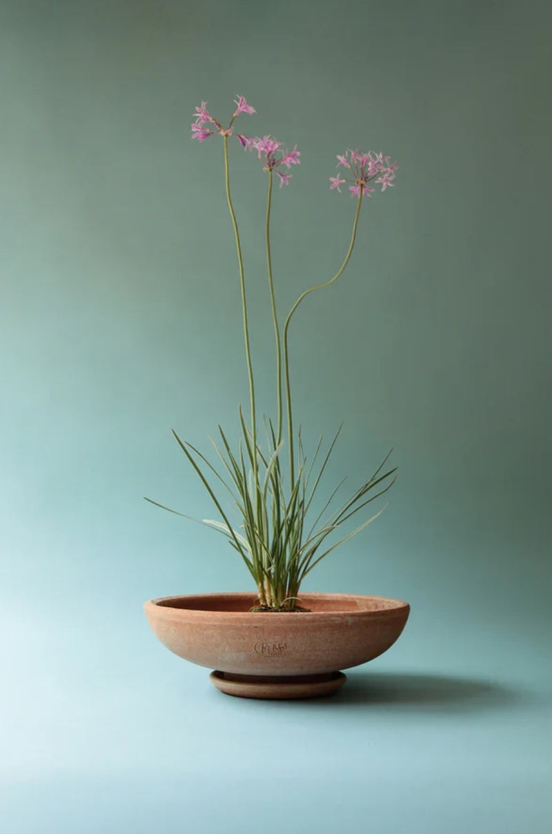 Ada Bowl and Saucer - Rosa