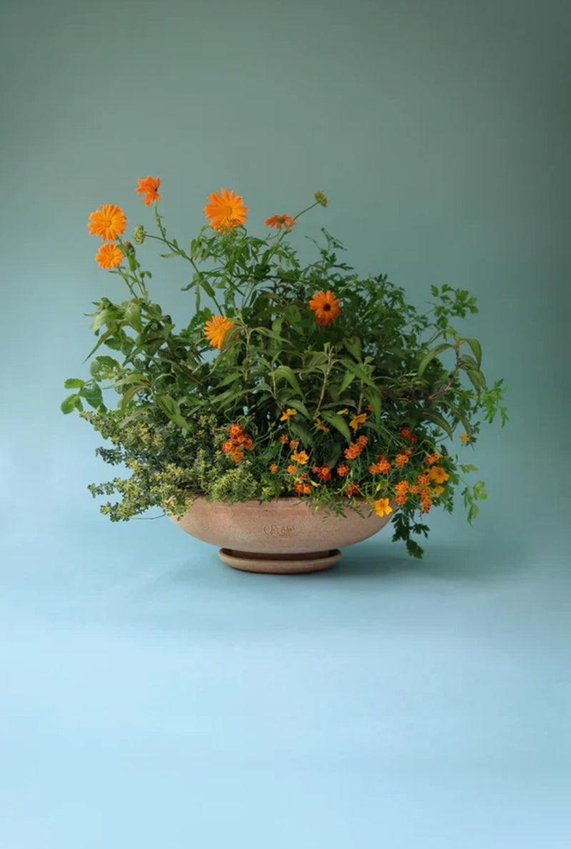 Ada Bowl and Saucer - Rosa