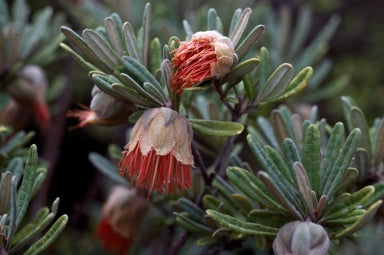 Diplolaena angustifolia 'Yanchep Rose'