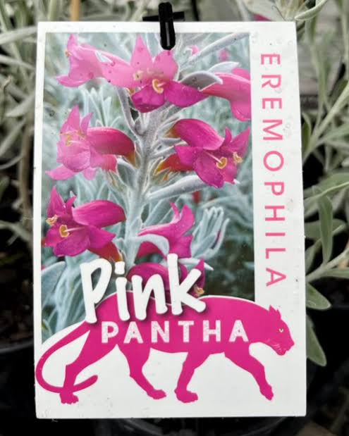 Eremophila glabra x nivea Pink Pantha - 50mm
N. tube
