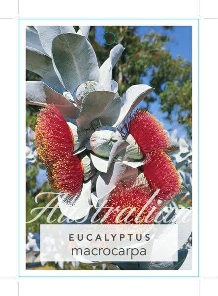 Eucalyptus macrocarpa-50mm N. tube