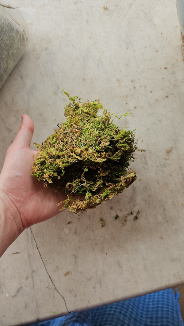 Artificial moss