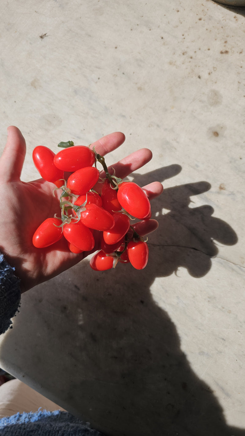 Artificial cherry tomatoes