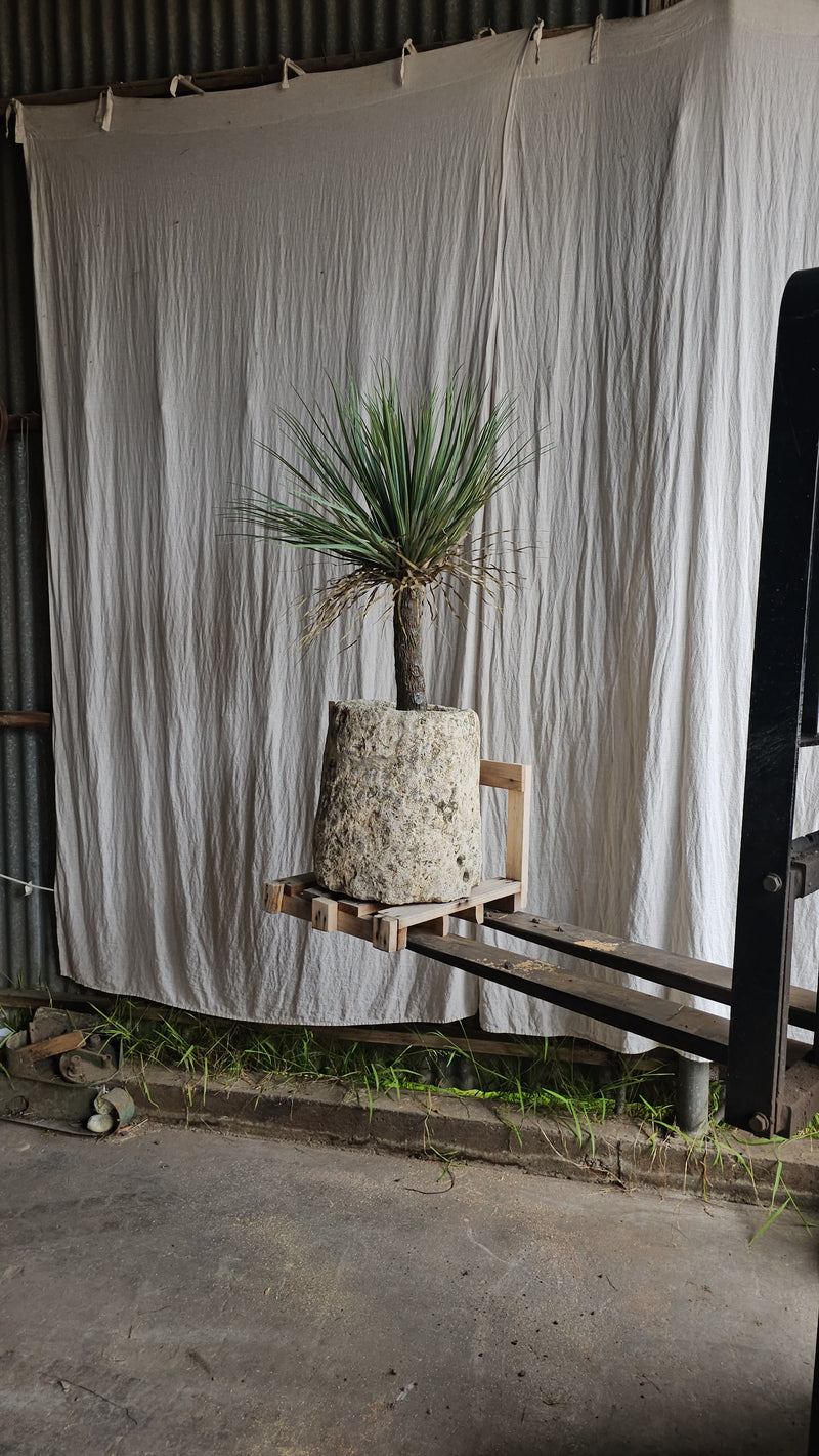 Vintage limestone trough C22 - Big Daisy