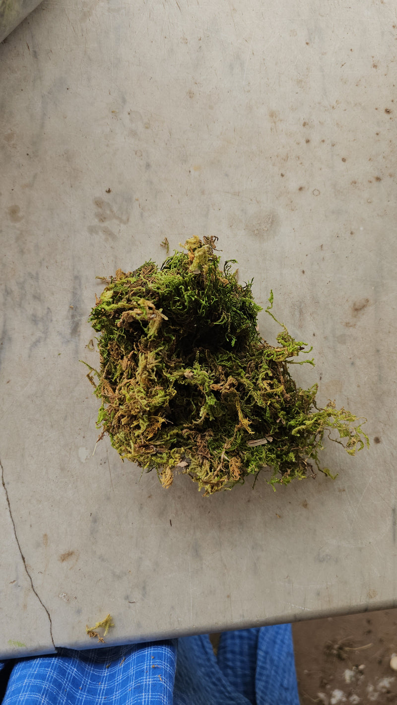 Artificial moss