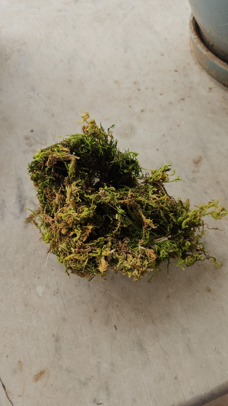 Artificial moss