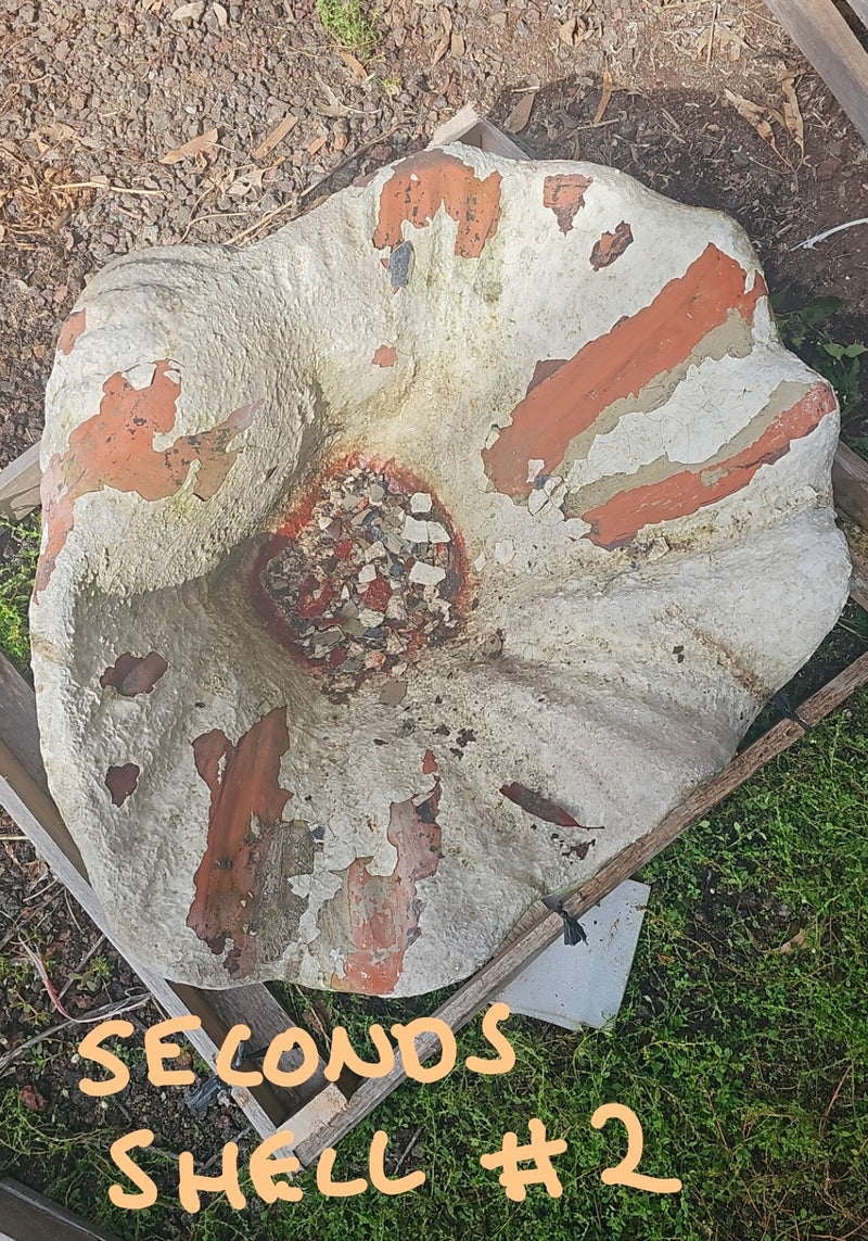 TERRACOTTA SHELL POTS – Big Daisy
